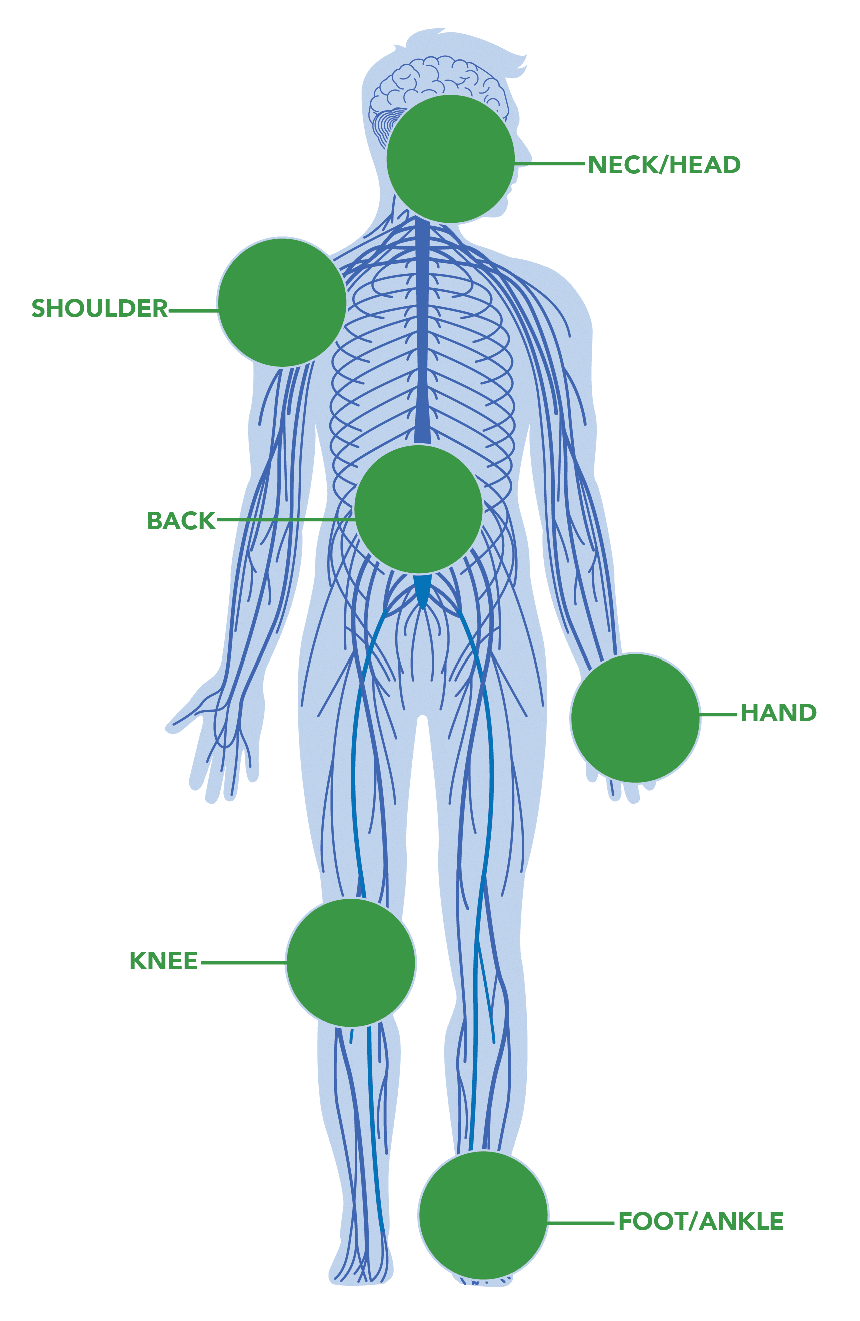 iSpine Clinics illustration human nervous system
